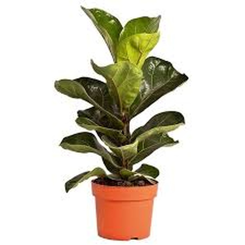 Ficus lyrata Bambino .