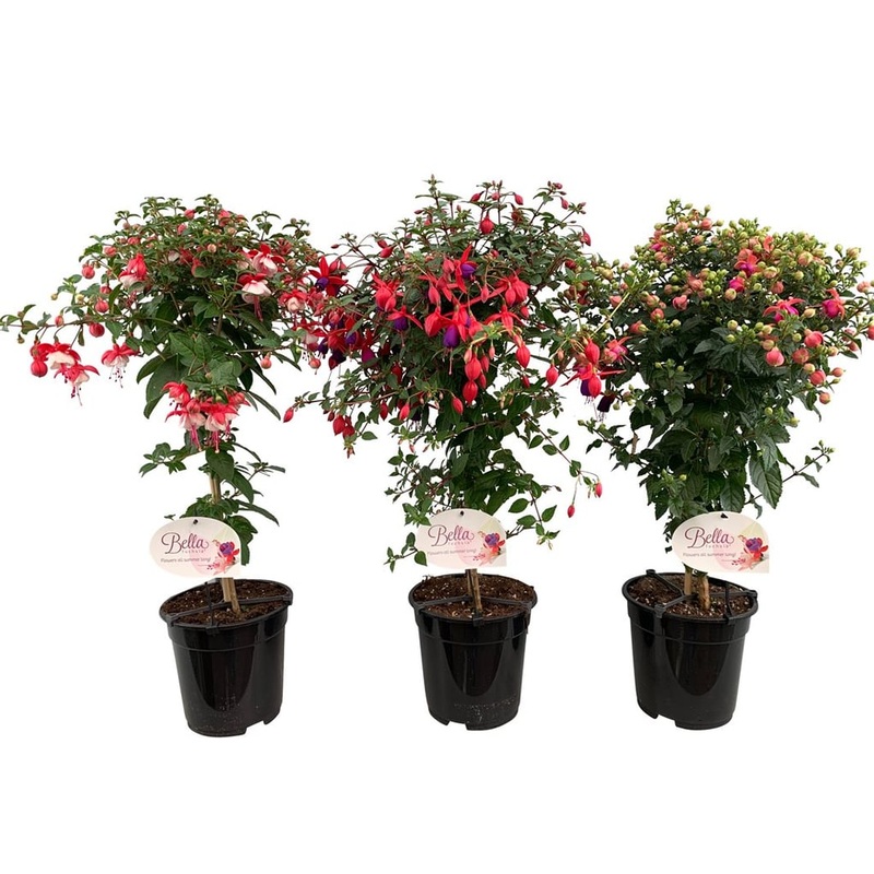 Fuchsia mix  P19, on a stem(70cm)