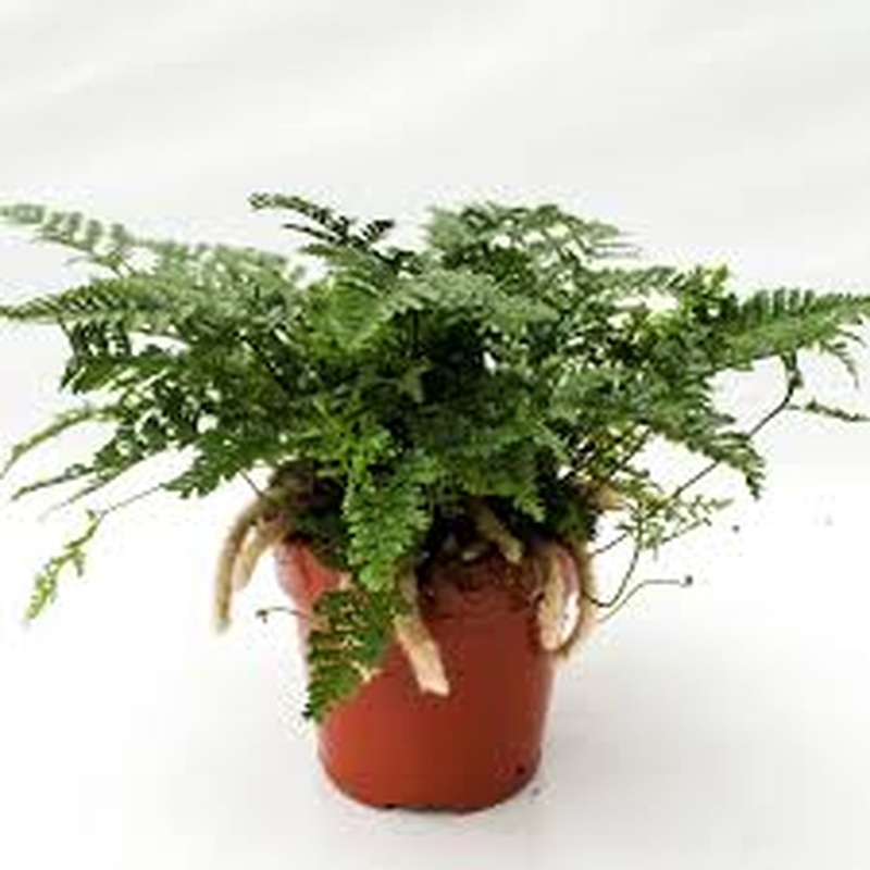 Humata tyermannii
