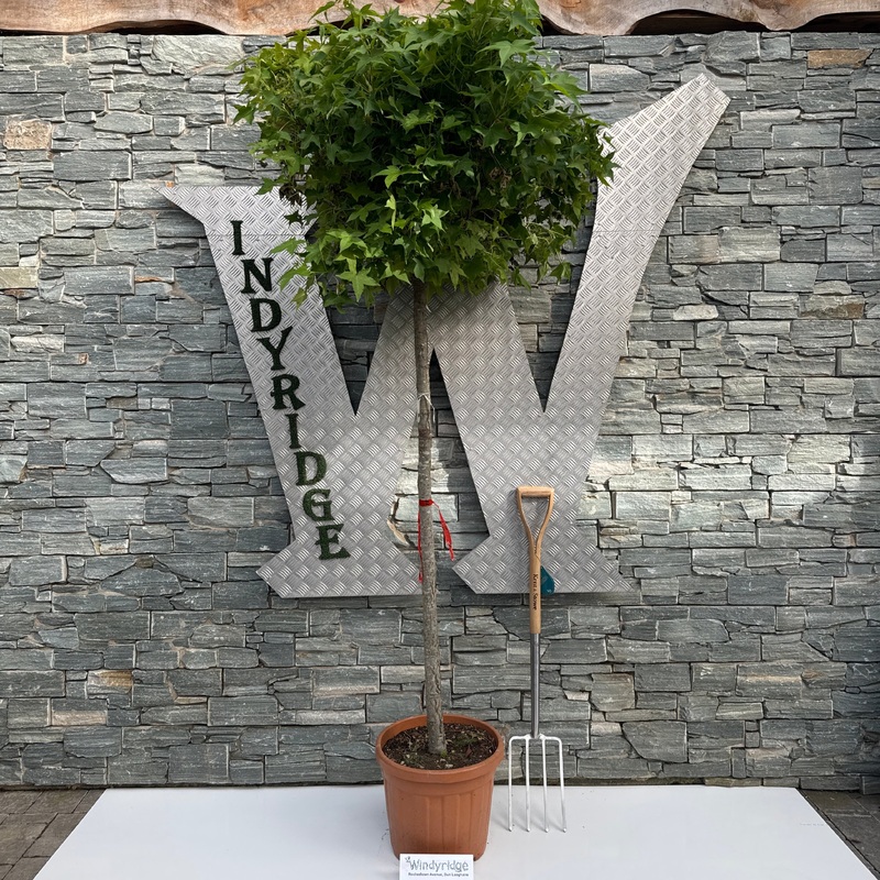 LIQUIDAMBAR STYR. GUM BALL CLT 30 / 35  TRONCO 140 - 150 CM CIRC. TR. 12 - 14 CM  3/4 STD   CHIOMA 70 - 80 CM