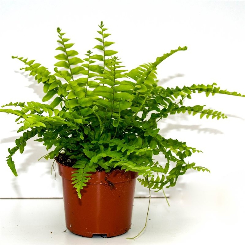 Nephrolepis exal. Boston Blue Bell  P 8.5