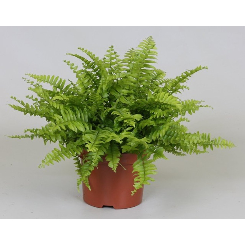 Nephrolepis exal. Boston Blue Bell  P12