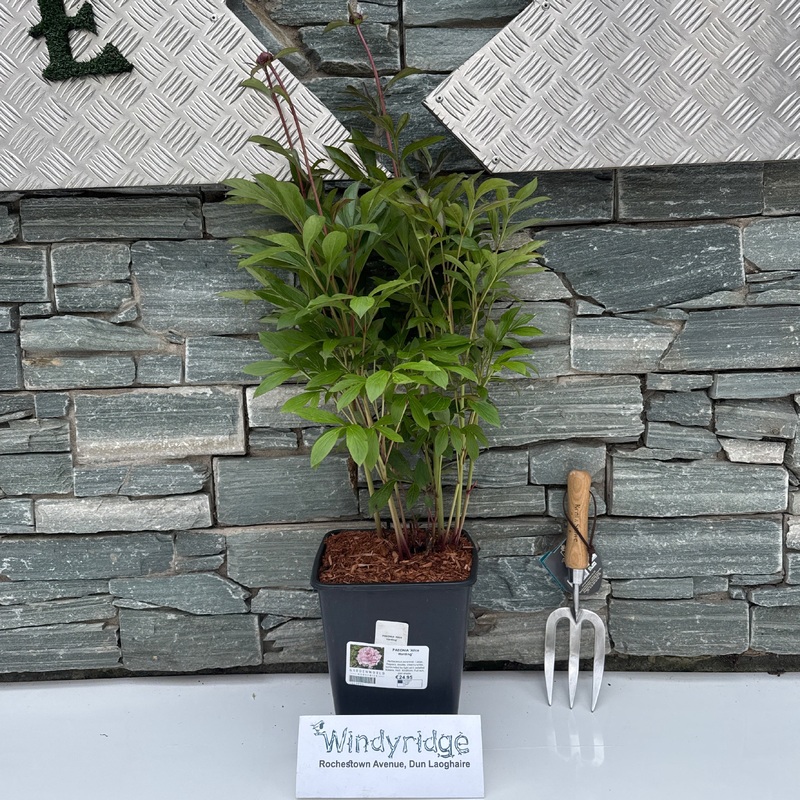 PAEONIA Alice Harding