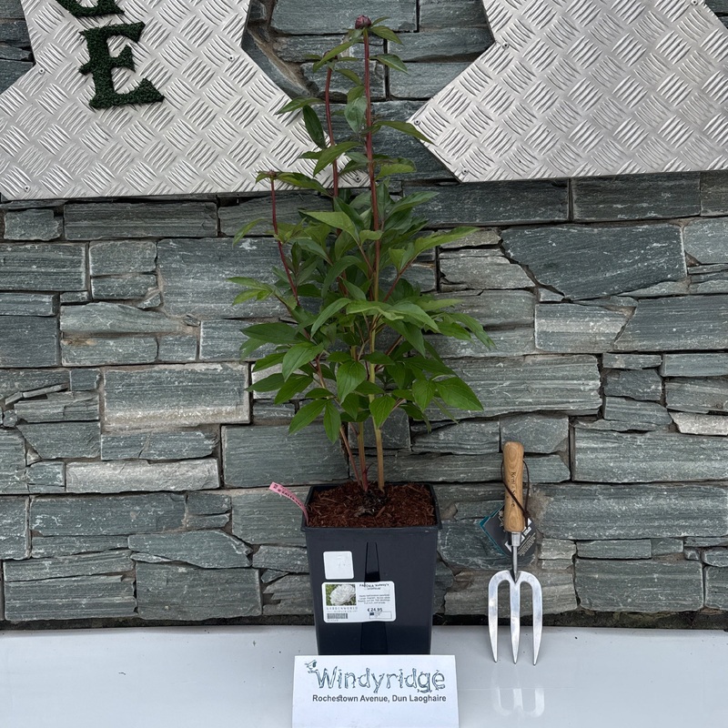 PAEONIA Kelways Glorious