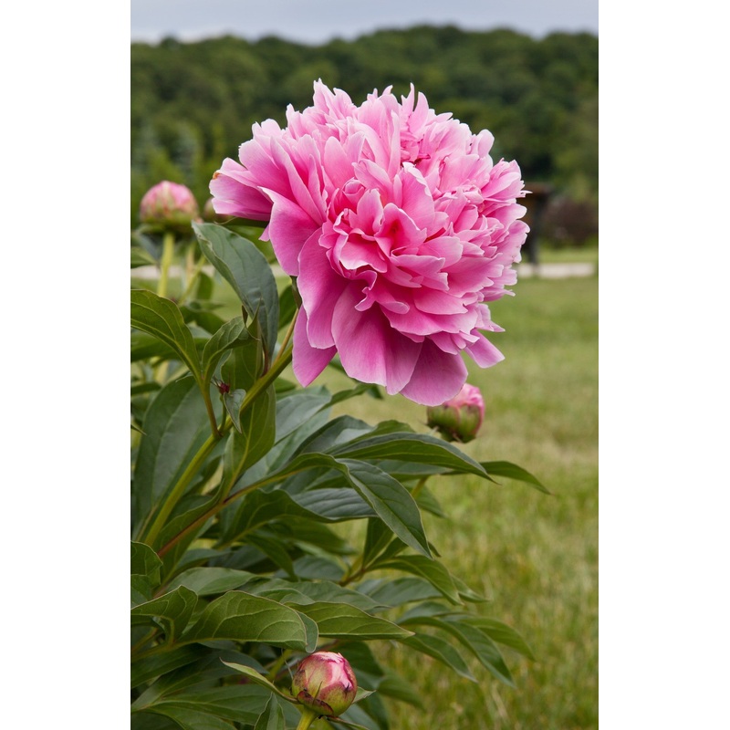 PAEONIA Margaret Truman