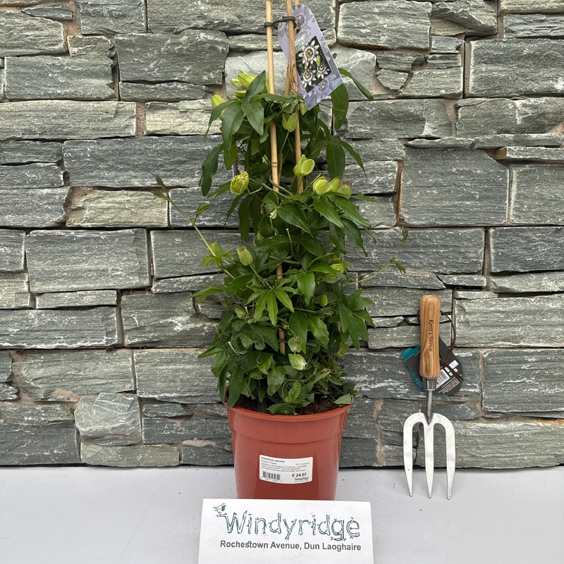 Passiflora caerulea 3 cane pyr