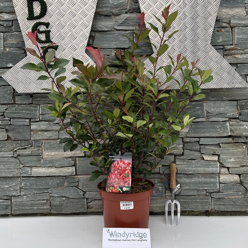 Photinia Carre Rouge P29