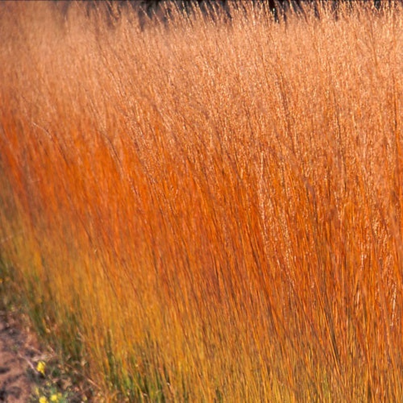 Purple Moor Grass Molinia Caerulea Heidebraut (3Ltr Pot)
