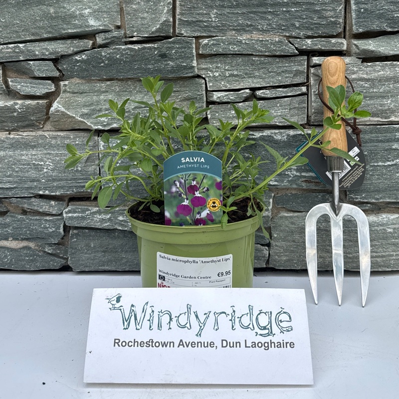 Salvia microphylla Amethyst Lips