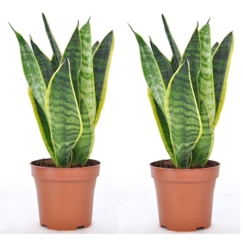 Sansevieria trif. Futura Superba  P12