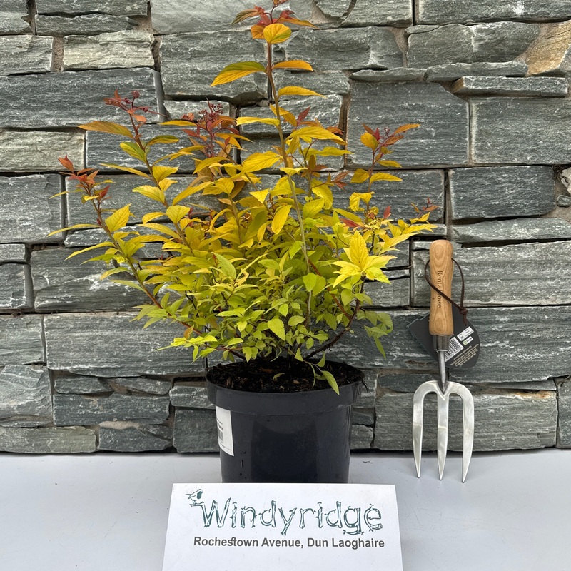 Spirea Gold Flame