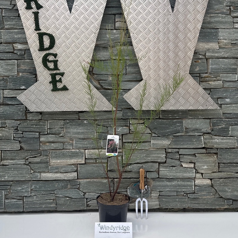 Tamarix ramosissima Pink Cascade