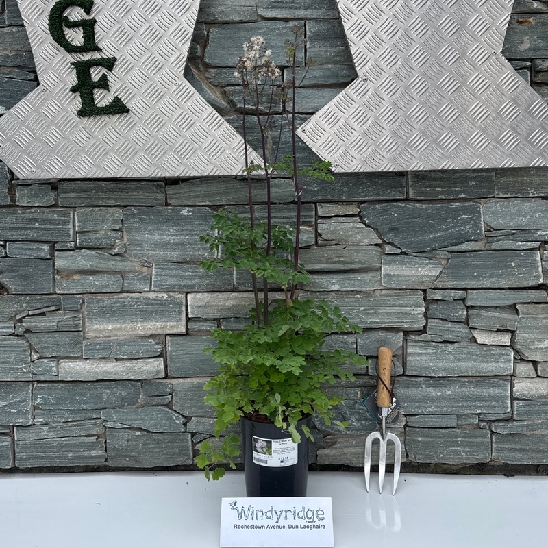 THALICTRUM Nimbus White