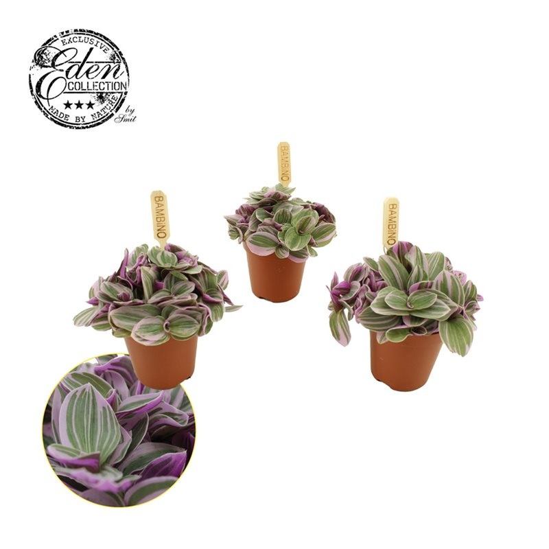 Tradescantia Sweetness