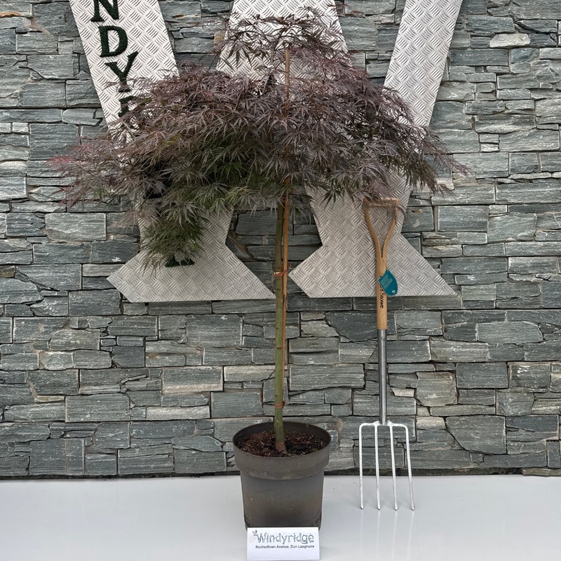 Acer palmatum Dissectum Tamukeyama