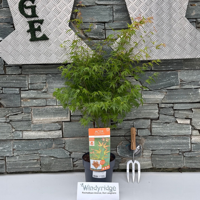 Acer palmatum Wilsons Pink Dwarf  3 Ltr pot