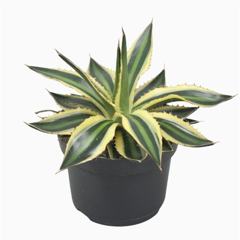Agave lophantha Quadricolor   P13