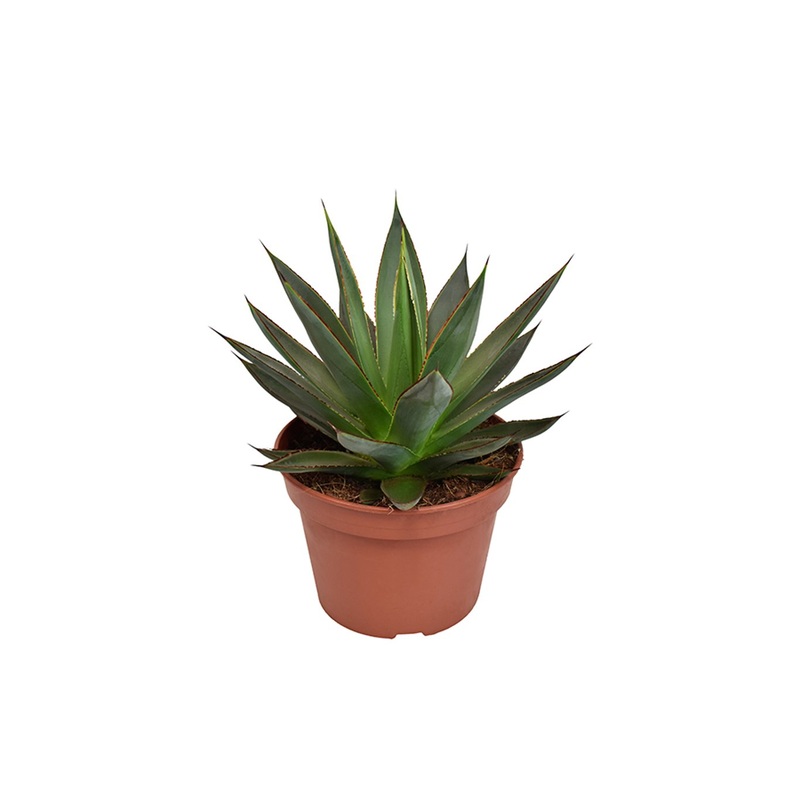 Agave Shaka Zulu  P15
