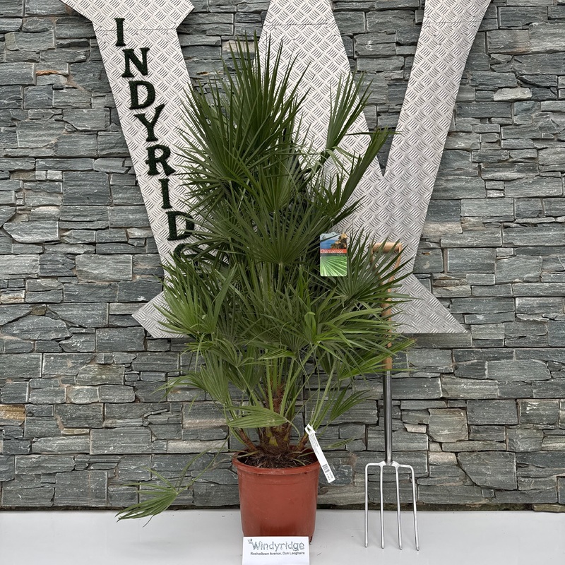 Chamaerops humilis  P35