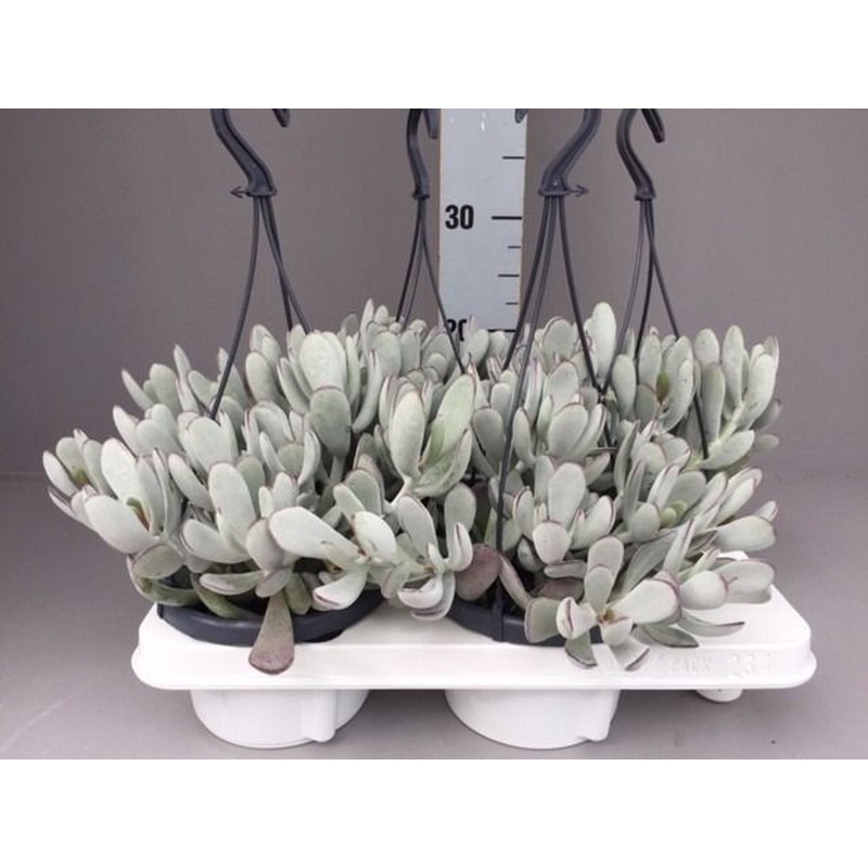 Cotyledon Coral  P14, hanging pot