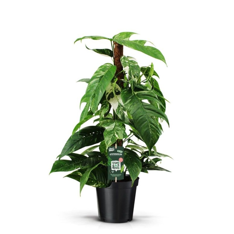 Epipremnum pinn. Variegata  P19 + mosspole