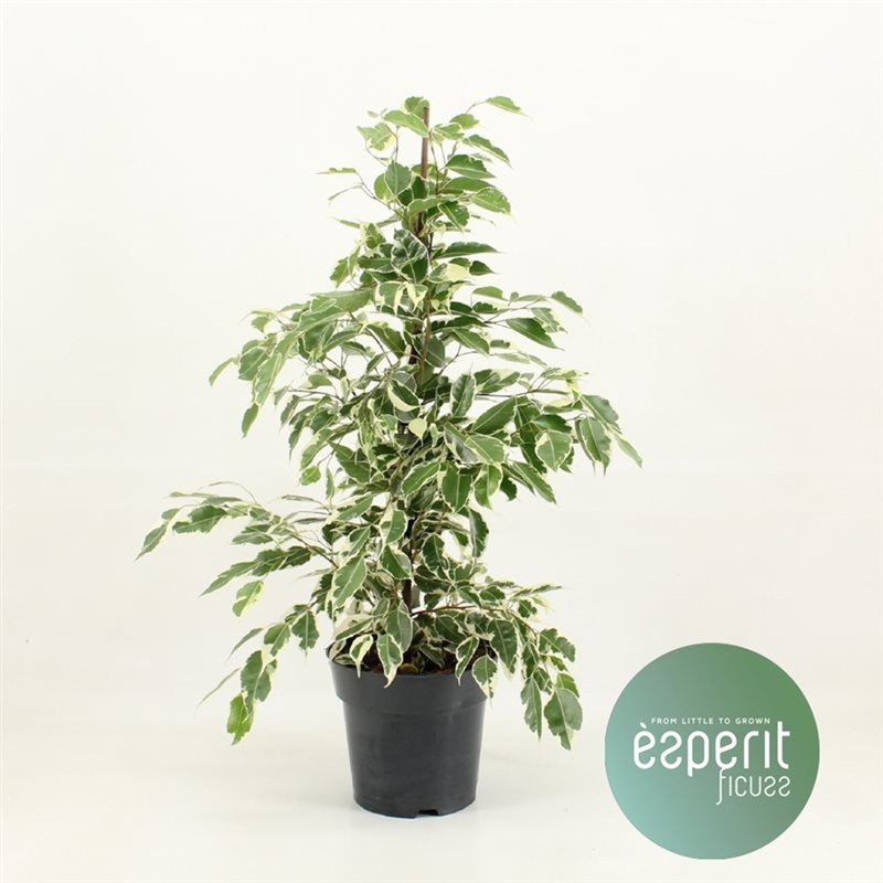 Ficus benjamina Twilight  P17