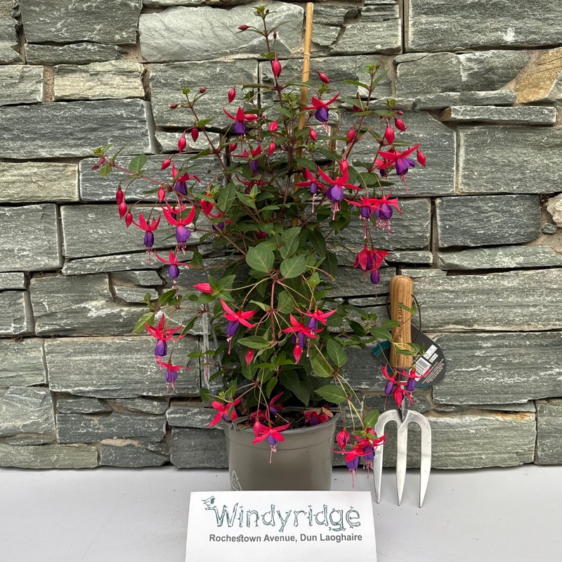 Fuchsia Bella Fuchsia Susanna  P17