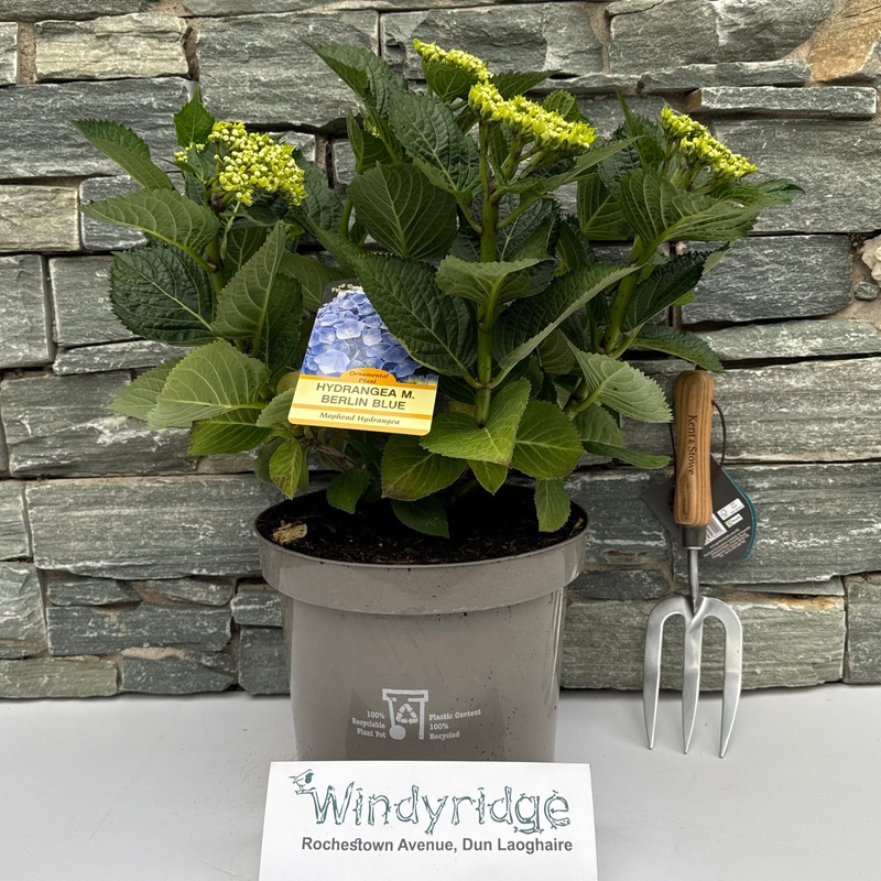 HYDRANGEA M. BERLIN BLUE