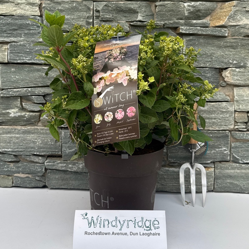 Hydrangea paniculata Switch