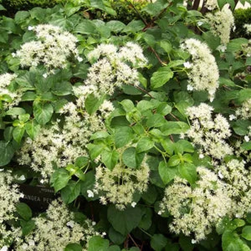 Hydrangea petiolaris mix P17