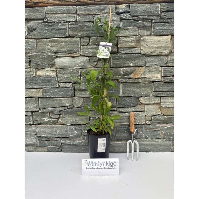 Lathyrus latifolius White Pearl