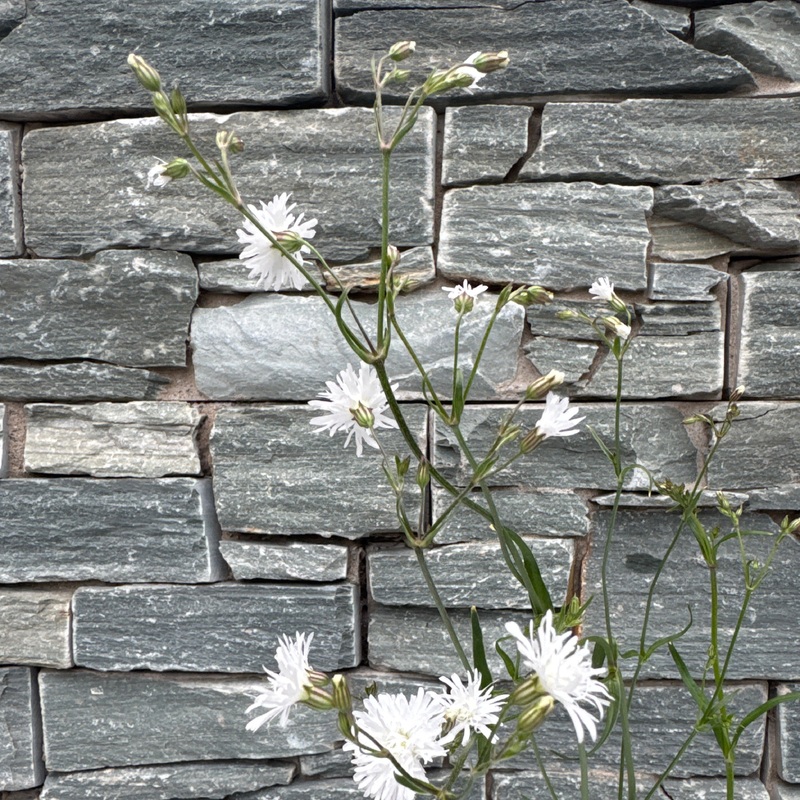Lychnis Petite White