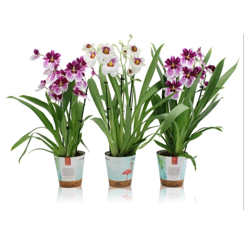 Miltonia mix  P12 - 3 stem