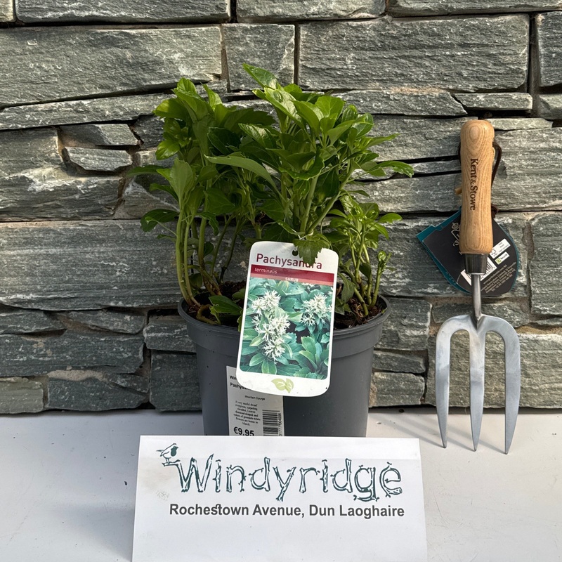 Pachysandra terminalis