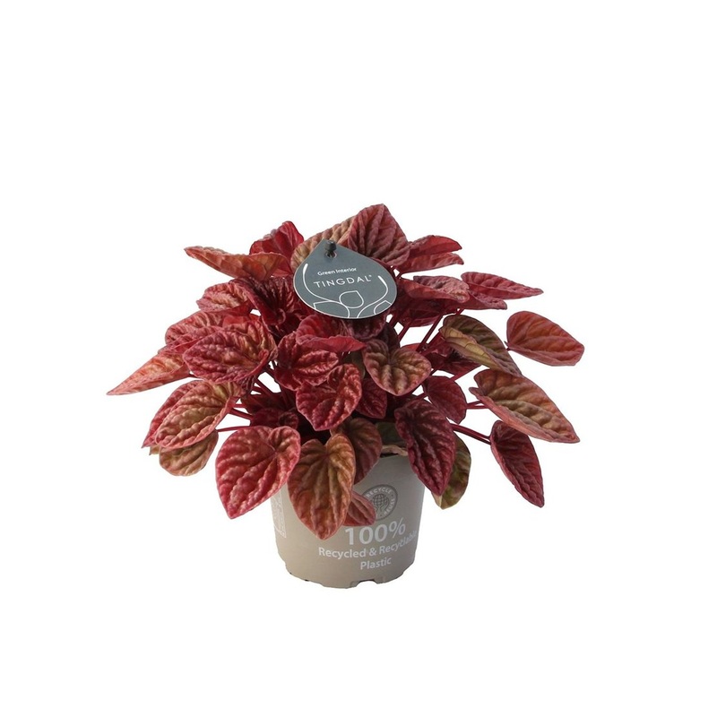 Peperomia cap. Quito  P12