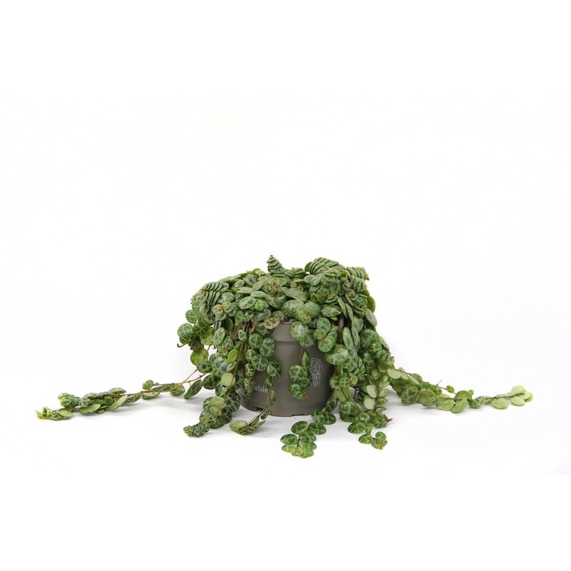 Peperomia prostata  P12