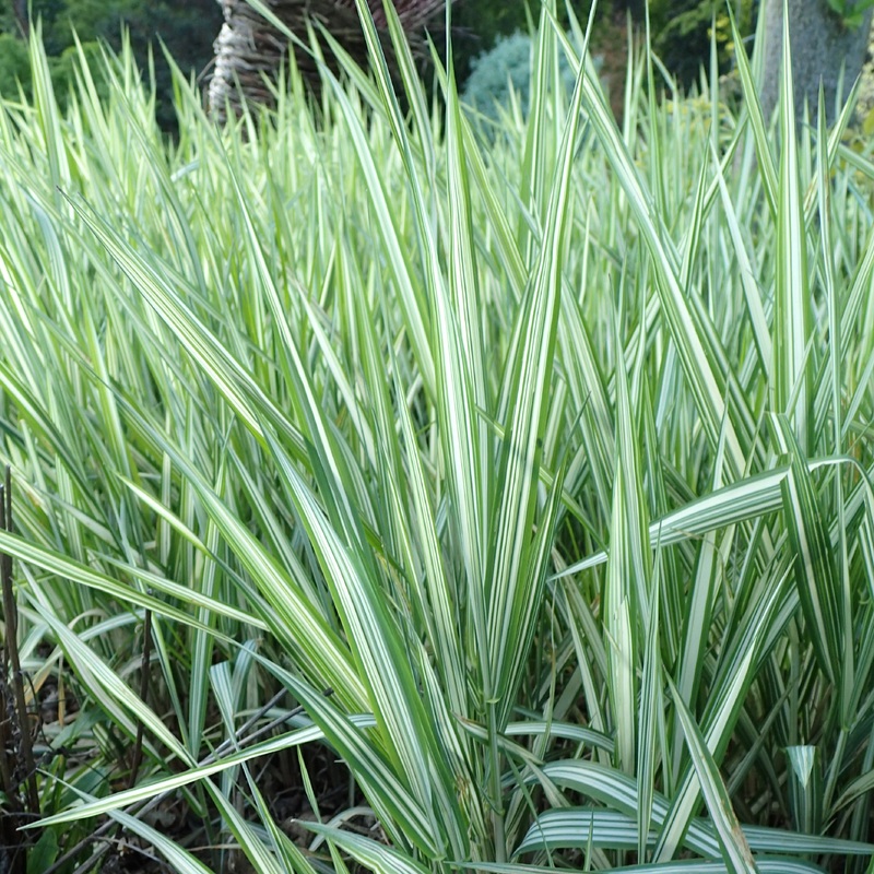 Phalaris arund. Picta  18 cm aquatic basket