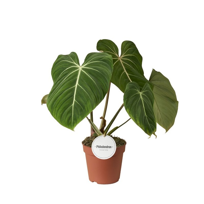 Philodendron gloriosum  P15