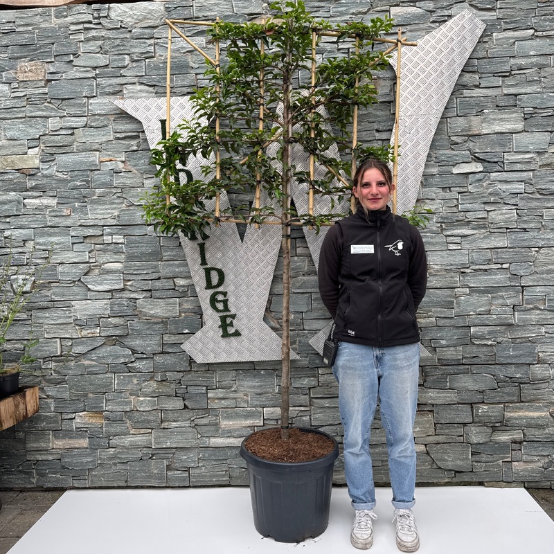 Prunus lusitanica Brenelia C45 Half-stem Pleached 110cm Stem