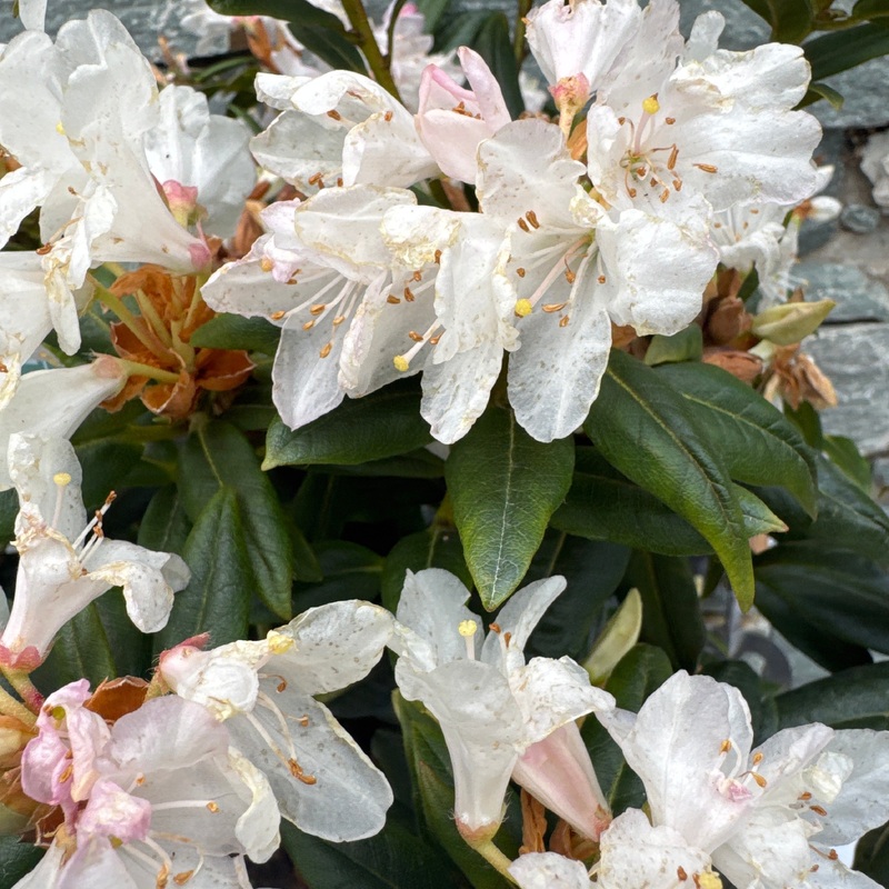 Rhododendron carolinianum Dora Amateis