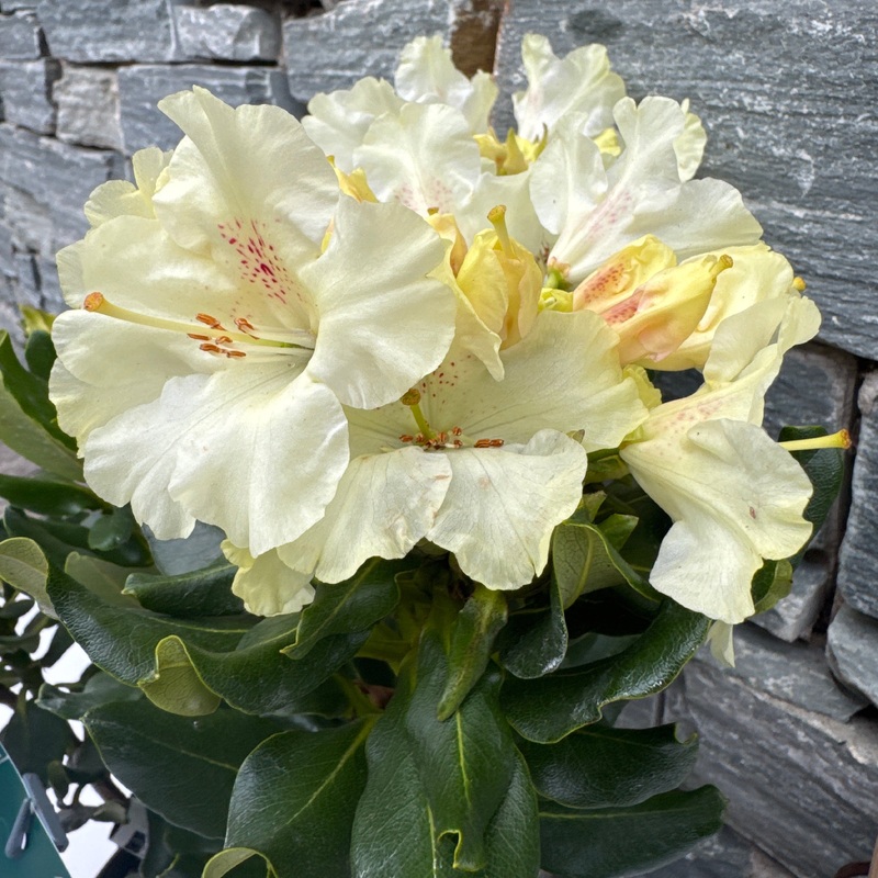 Rhododendron Hybr.Goldkrone (S) IV