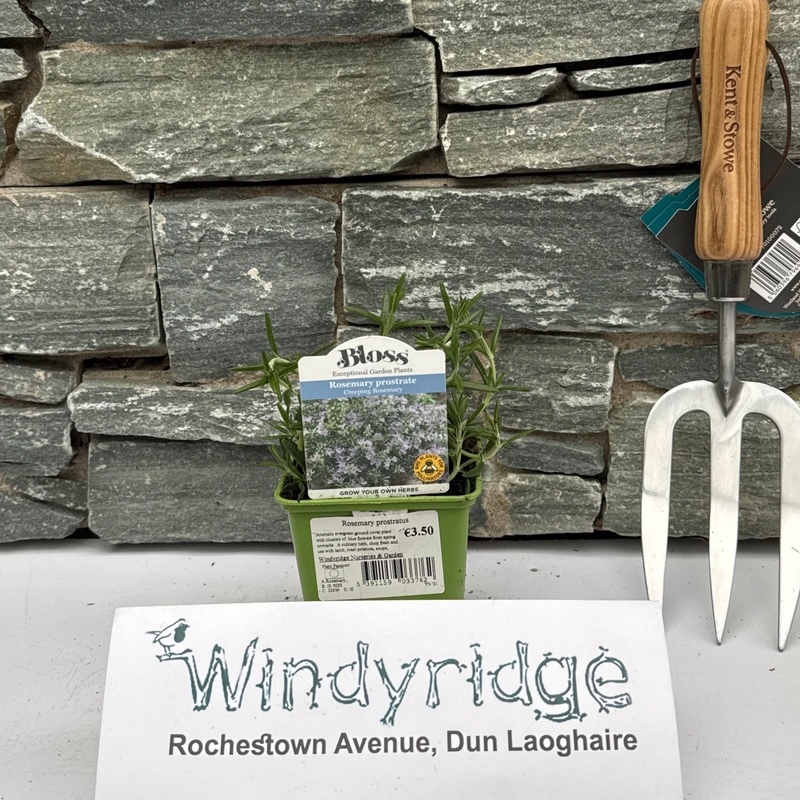 Rosmarinus prostratus