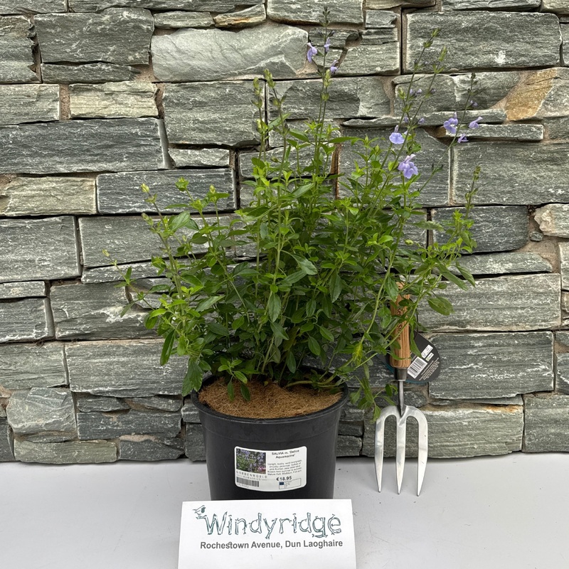 SALVIA m. Delice Aquamarine