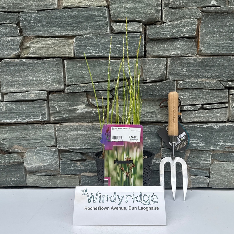 Scirpus tabern. Zebrinus  18 cm aquatic basket