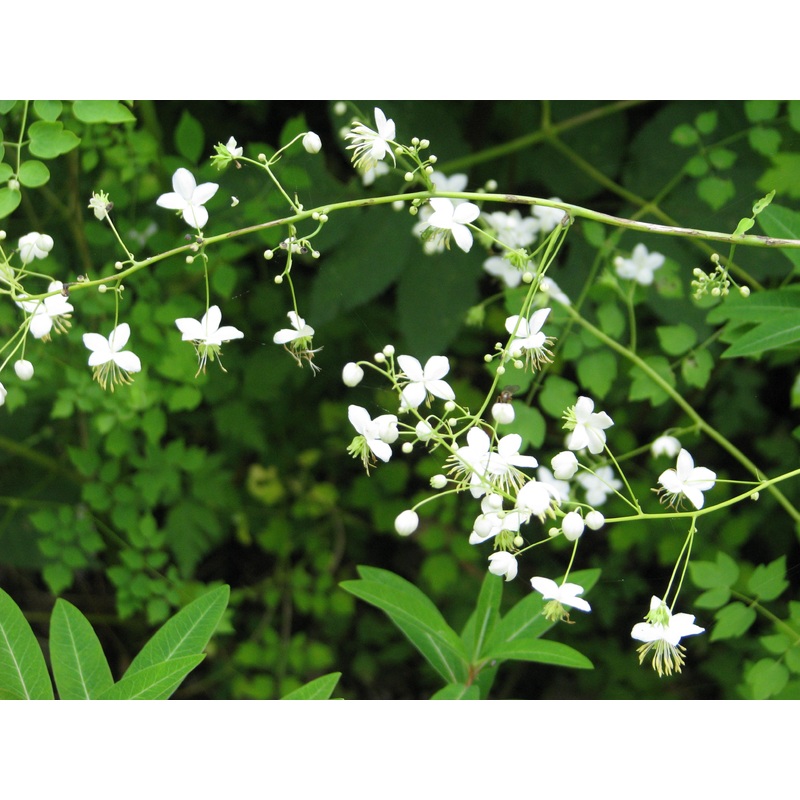 THALICTRUM del. Album