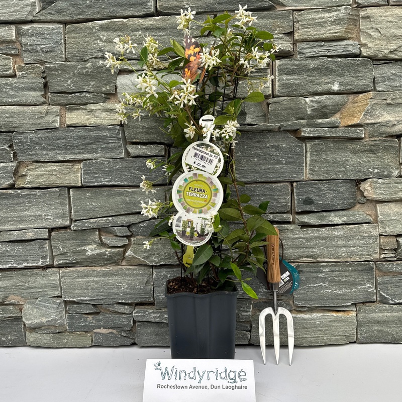 Trachelospermum jas. P19