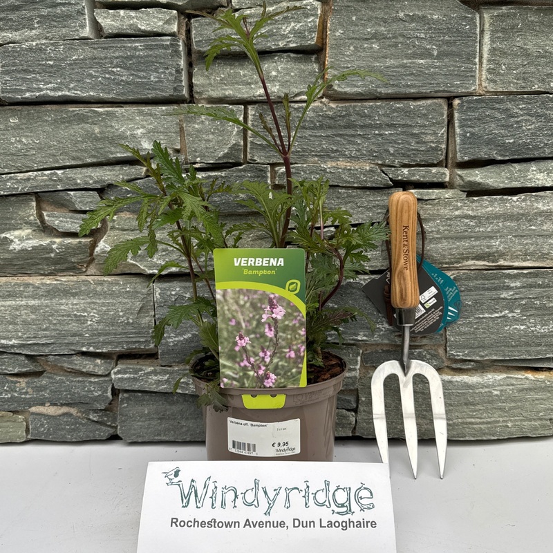 Verbena off. Bampton  2 Ltr pot