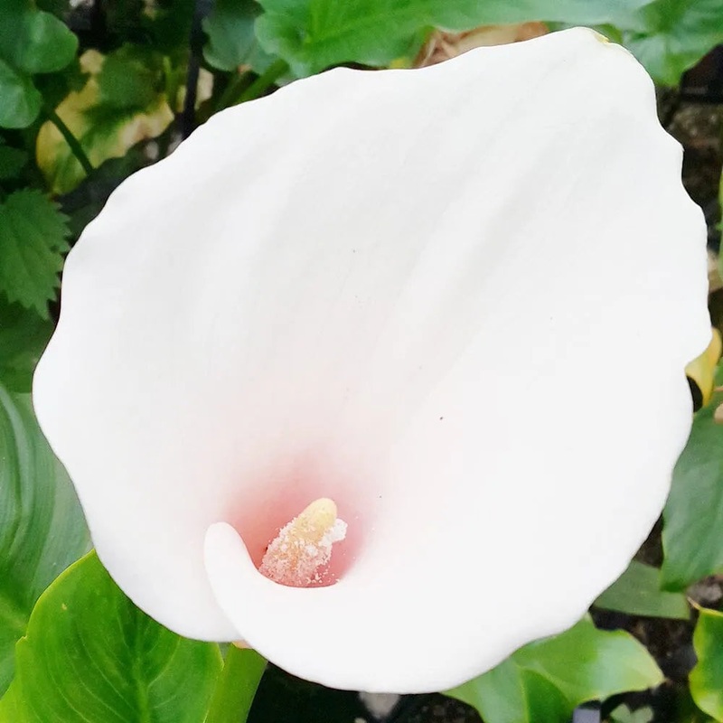 Zantedeschia Aethiopica Marshmallow Aquatic Pond Plant - Calla Lily