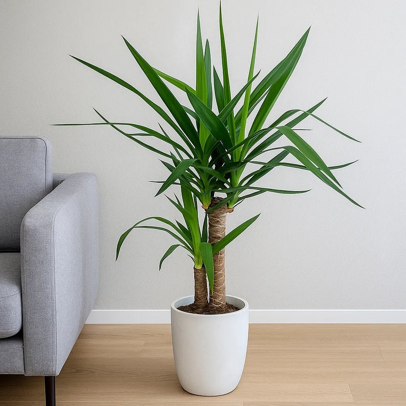 60 - 70cm Yucca Elephantipes 21cm Pot House Plant