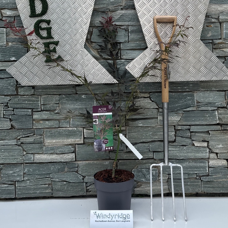 Acer palm. Sumi-nagashi